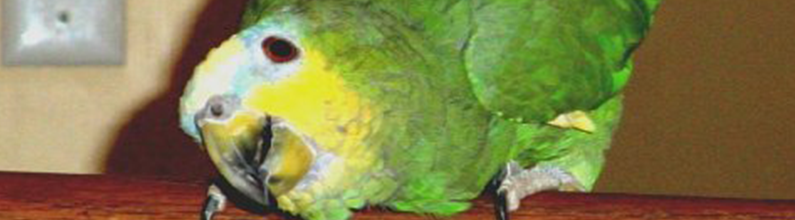 Parrot Rescue | Emerald Parrot Rescue | Cincinnati, OH | (513) 625-6119